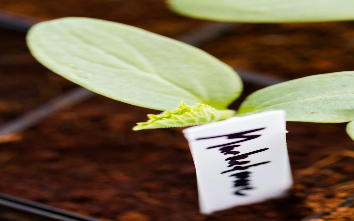 Step-by-step process for testing a seed phrase backup: install wallet, enter phrase, verify address, confirm transaction